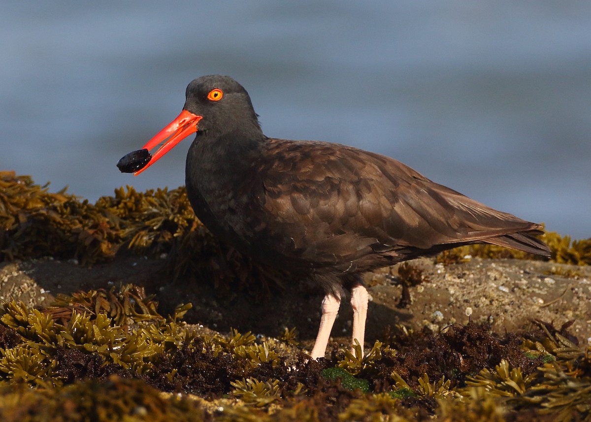 Black Oystercatcher - Kent Leland