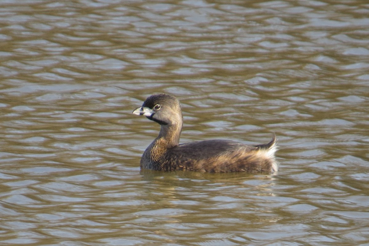 Pied-billed Grebe - ML615376590