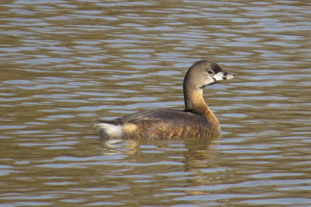 Pied-billed Grebe - ML615376591