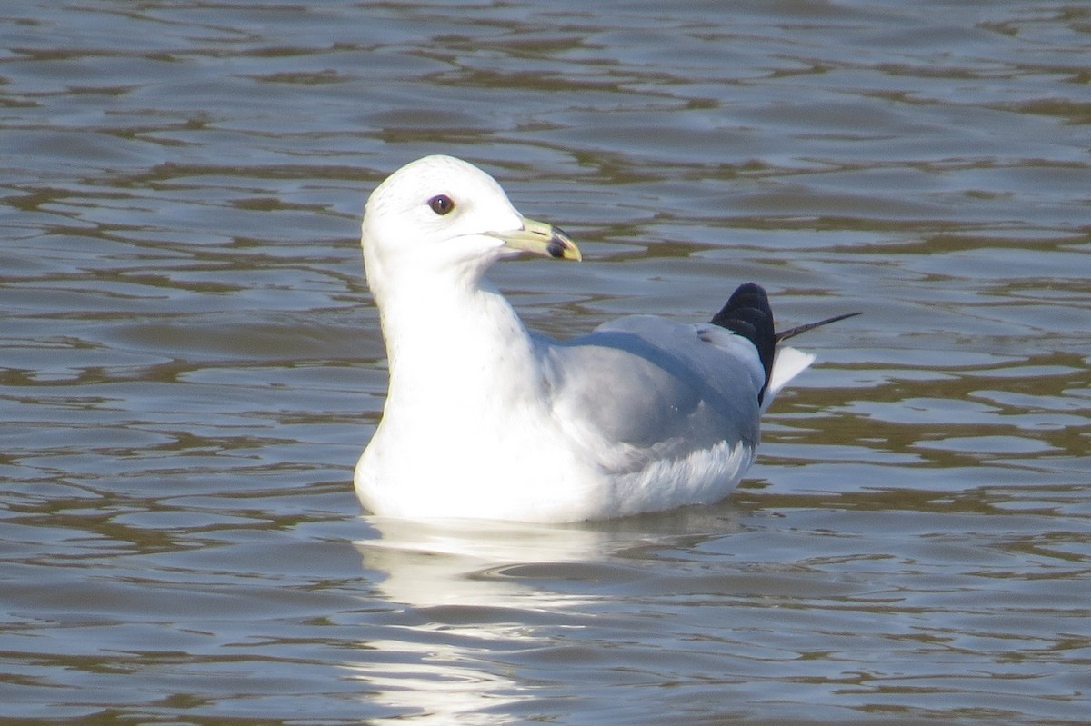 ringnebbmåke - ML615376625