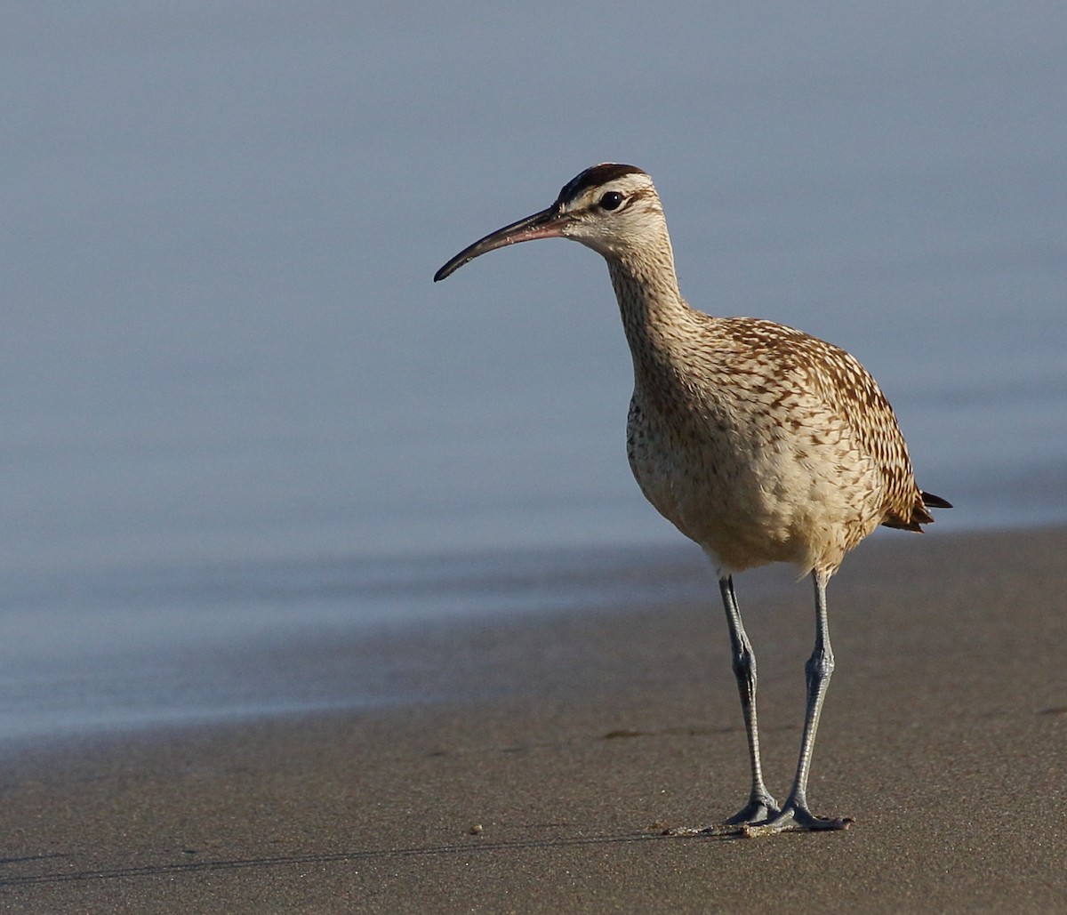 Whimbrel - Kent Leland