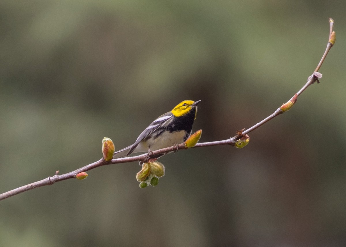 Grünmantel-Waldsänger - ML615376636