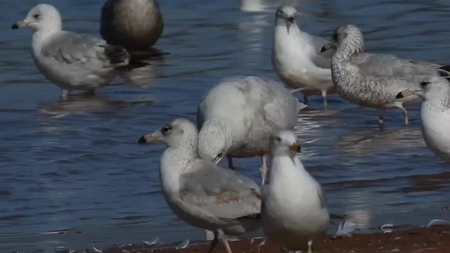 Glaucous Gull - ML615376649