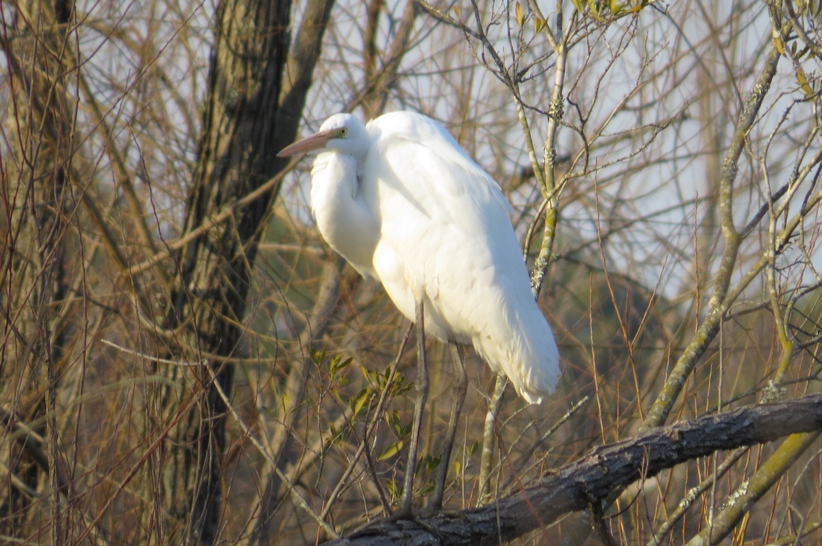 Great Egret - ML615376659