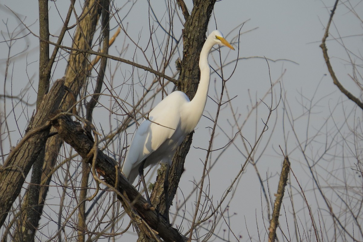 Great Egret - ML615376662