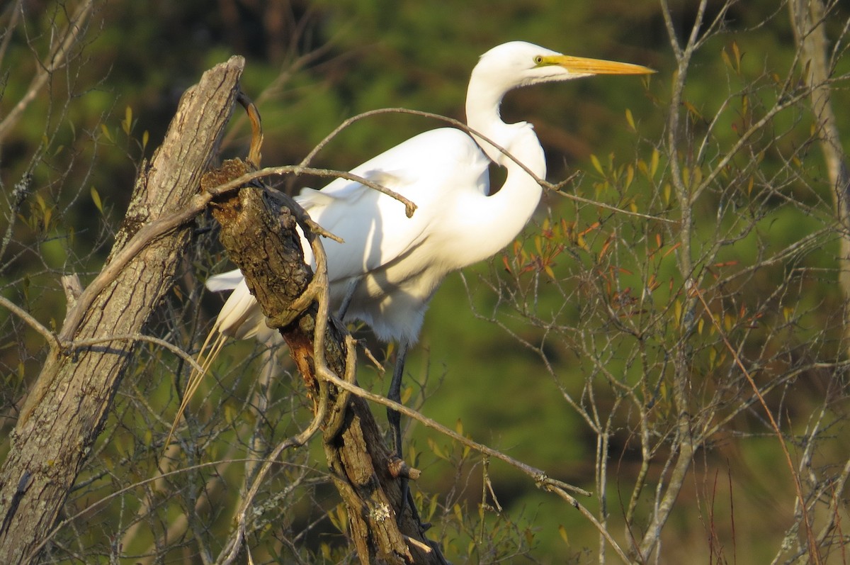 Great Egret - ML615376663