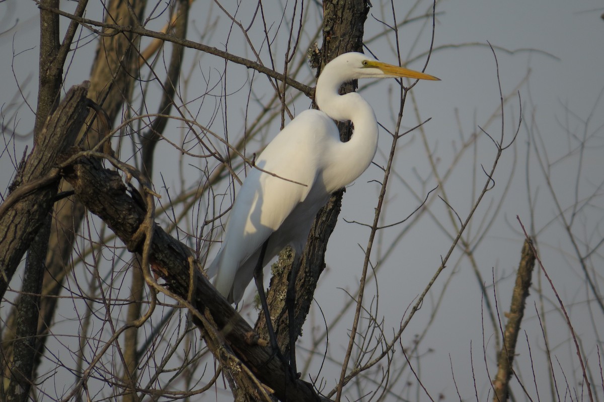 Great Egret - ML615376665