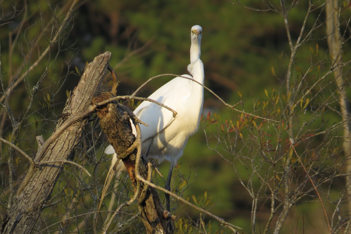 Great Egret - ML615376668