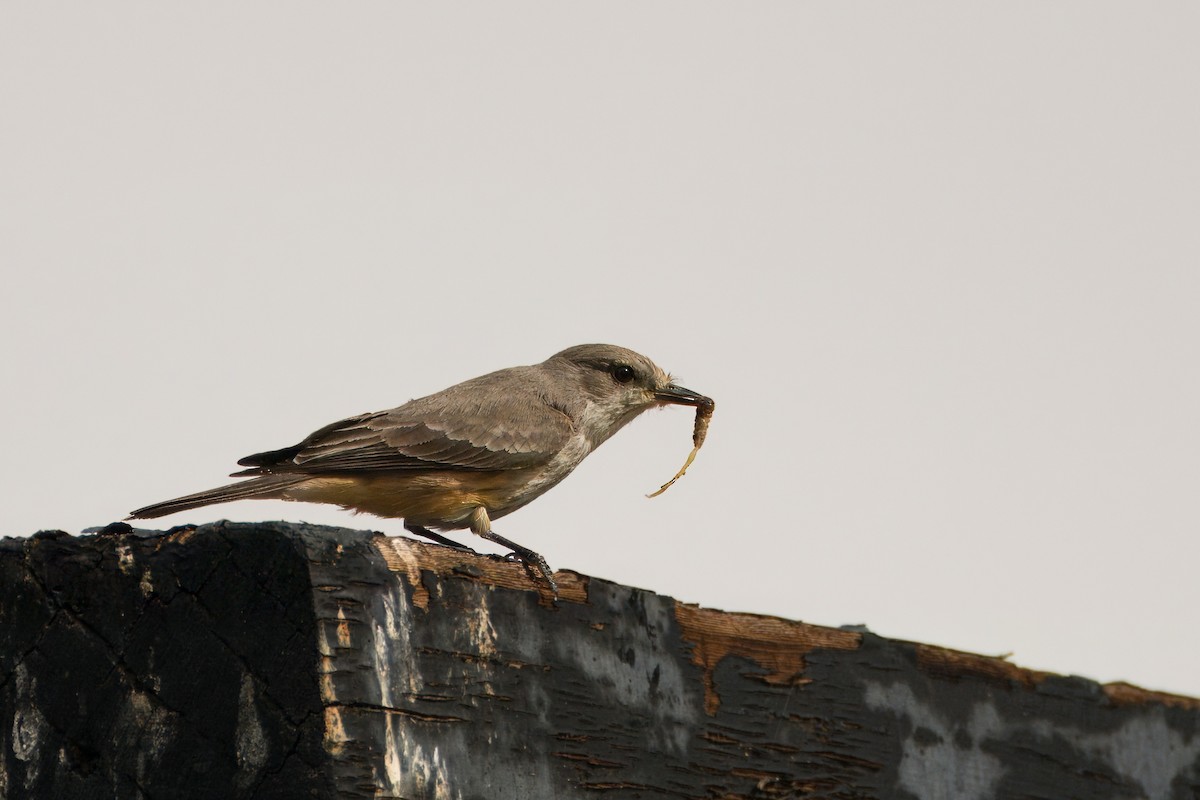 Vermilion Flycatcher - ML615376710