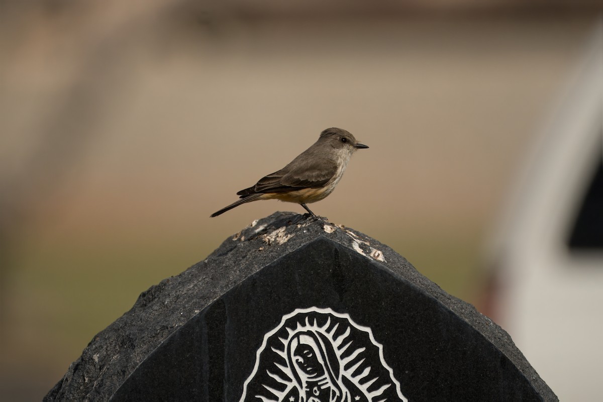 Vermilion Flycatcher - ML615376713