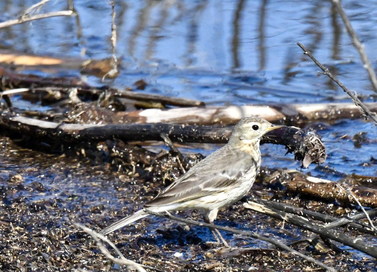 American Pipit - ML615376761