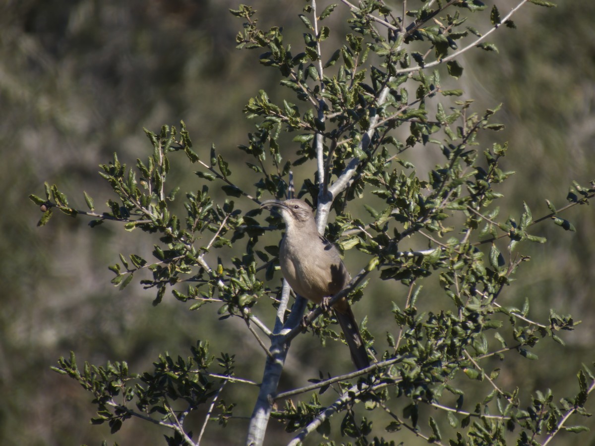 California Thrasher - ML615376775