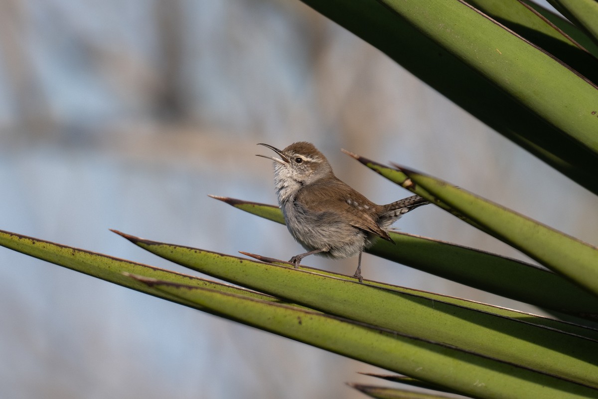 Bewick's Wren - ML615376779