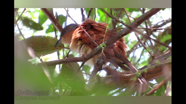 Gray-capped Cuckoo - ML615376790