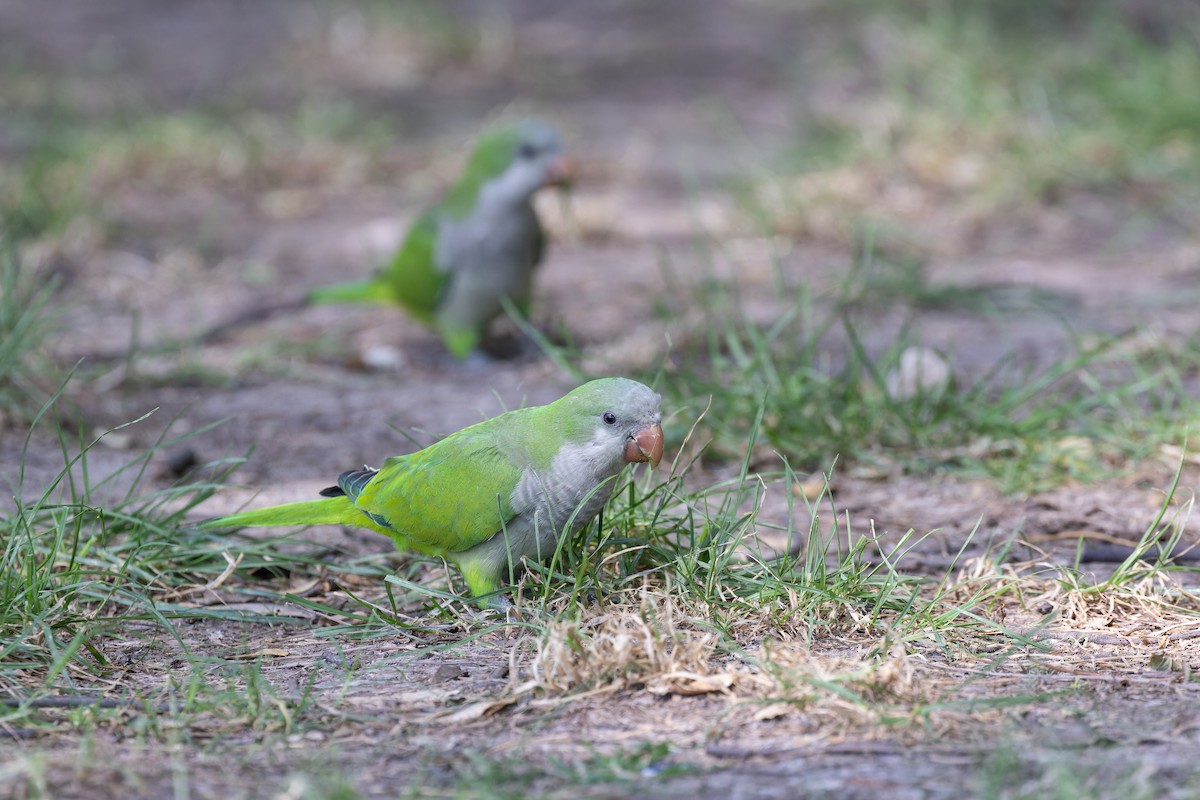 Cotorra Argentina (grupo monachus) - ML615376839