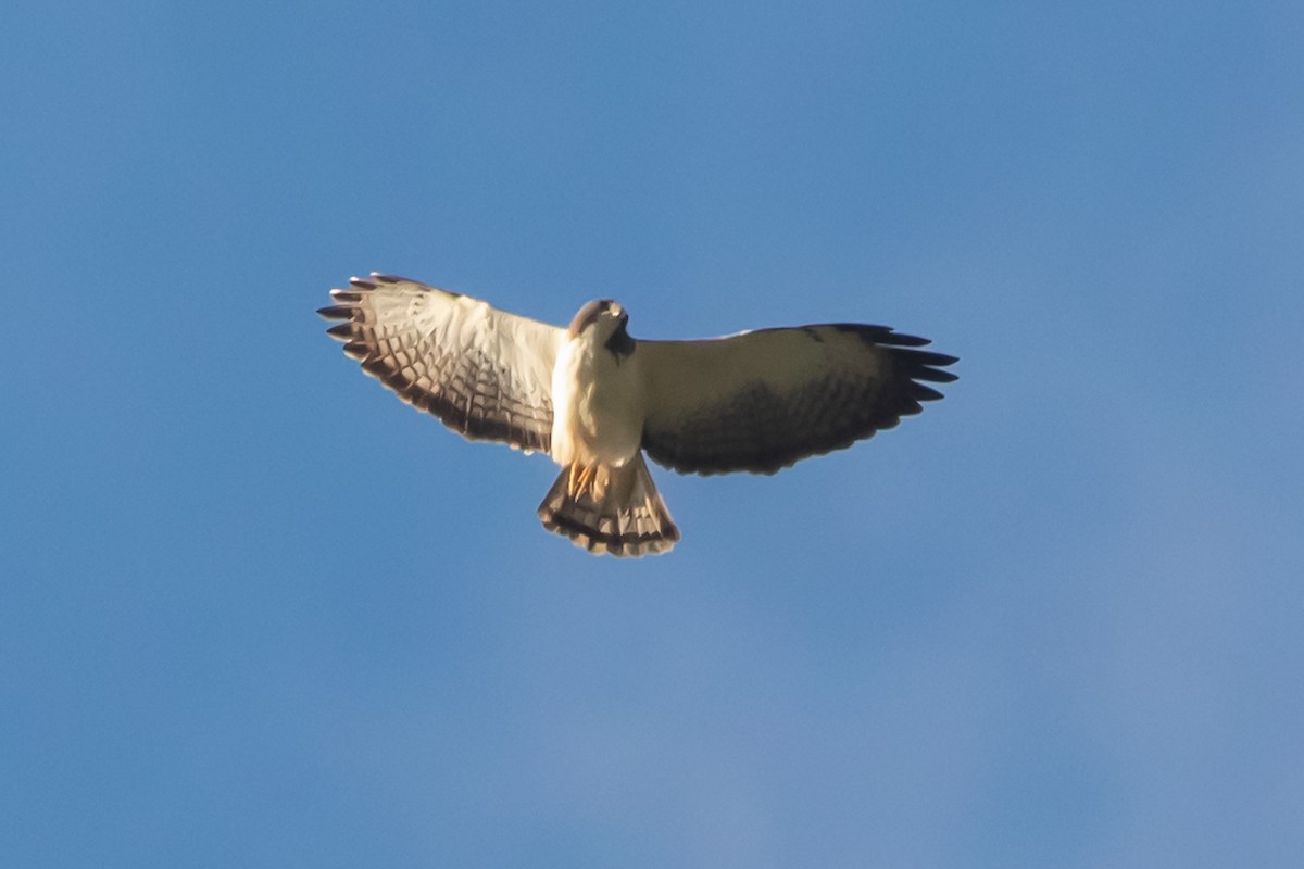 Short-tailed Hawk - ML615376853