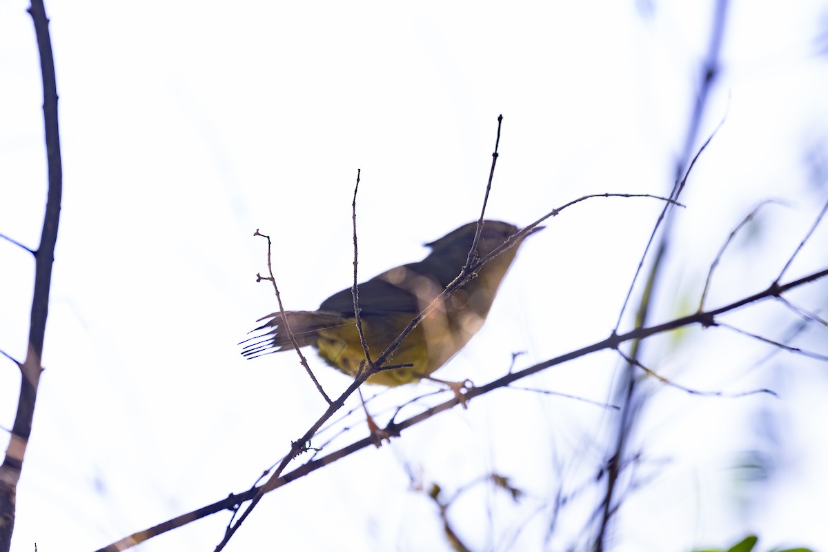 Golden-crowned Warbler (Golden-crowned) - ML615376862