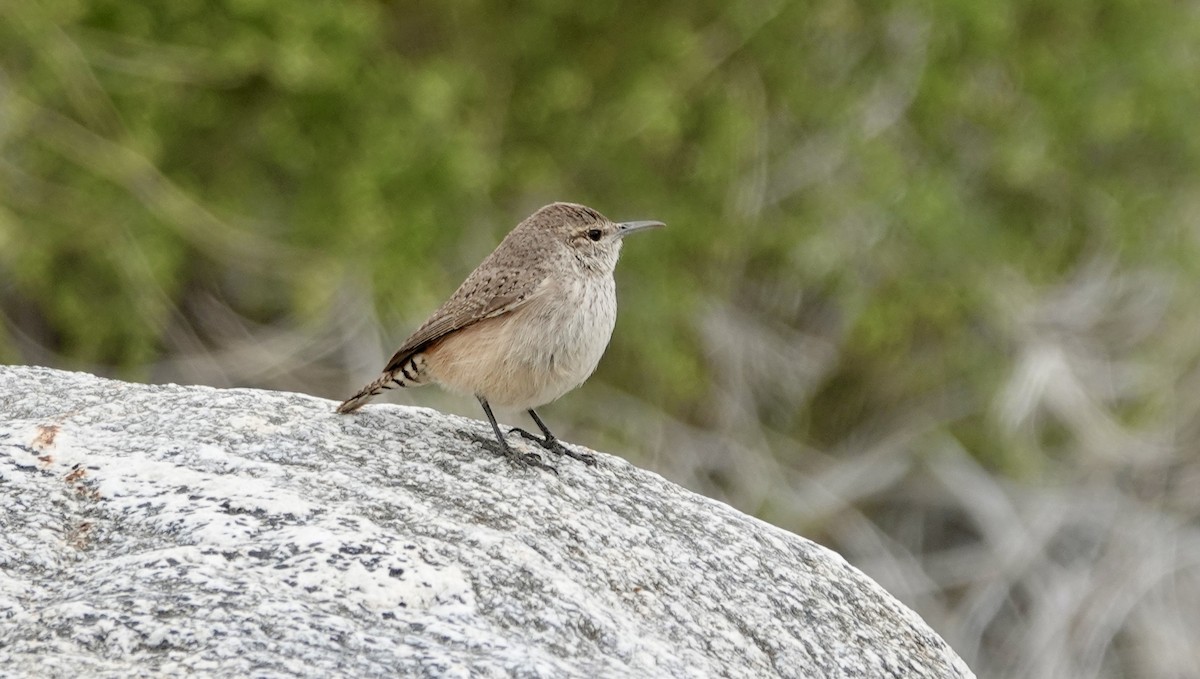 Rock Wren - ML615376929