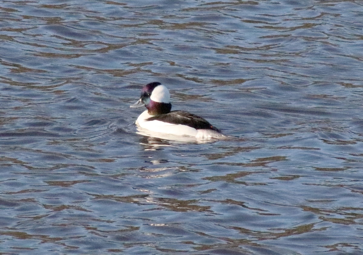 Bufflehead - ML615376935