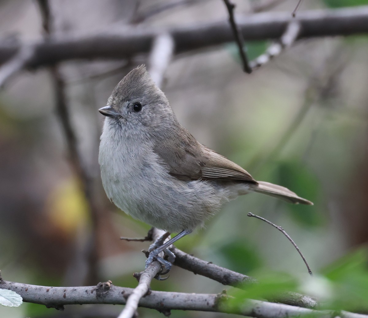 Oak Titmouse - ML615376948