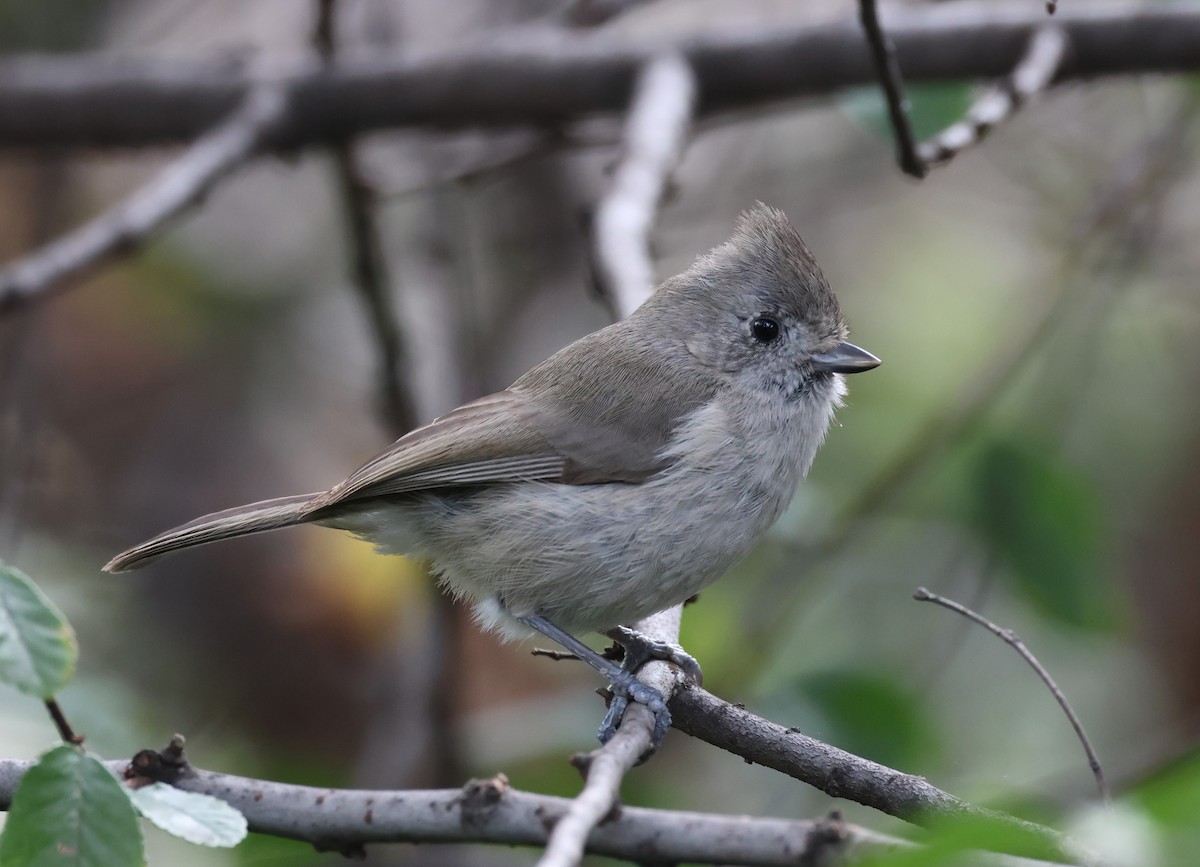 Oak Titmouse - ML615376949