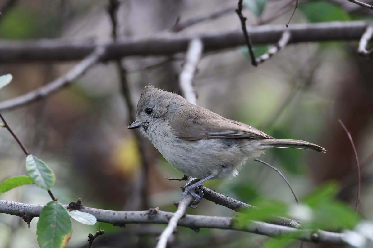 Oak Titmouse - ML615376950