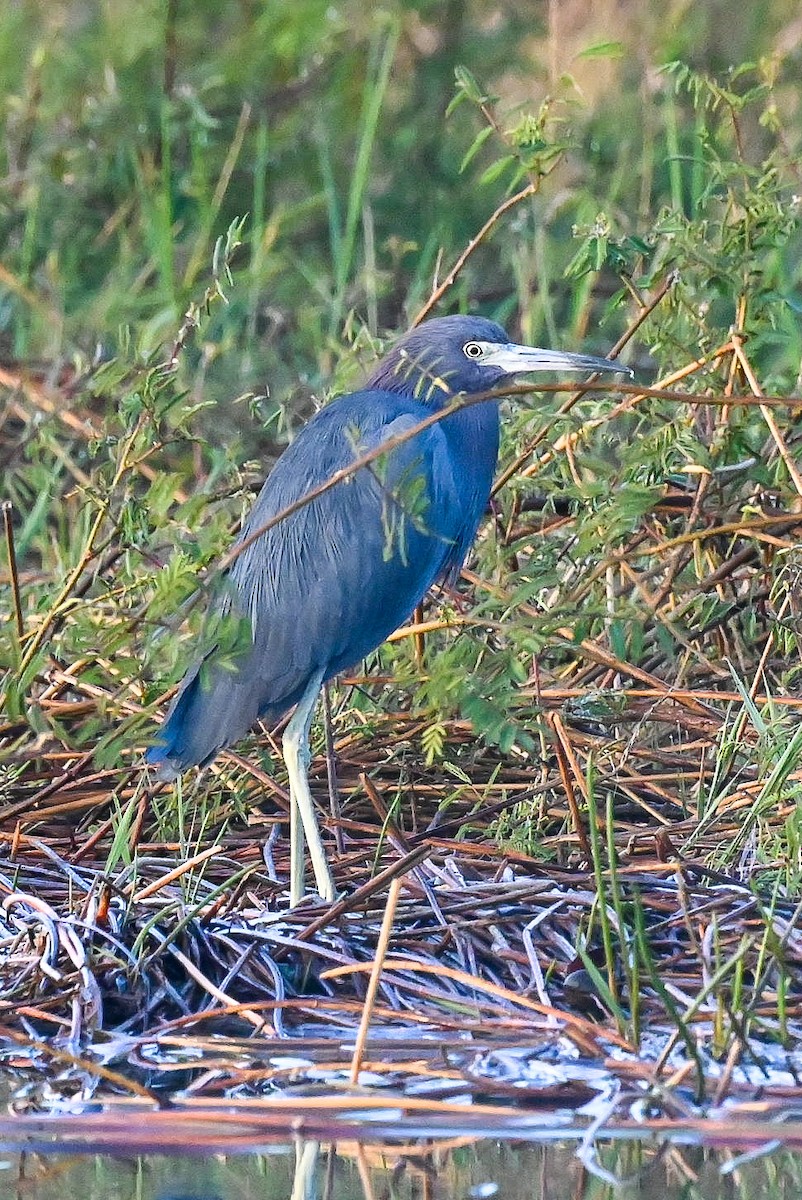 Little Blue Heron - Patty Masten