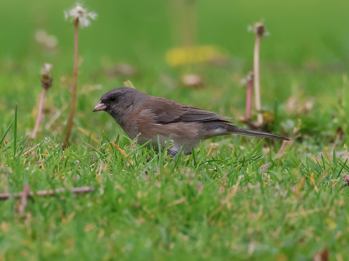 Dark-eyed Junco - ML615376992