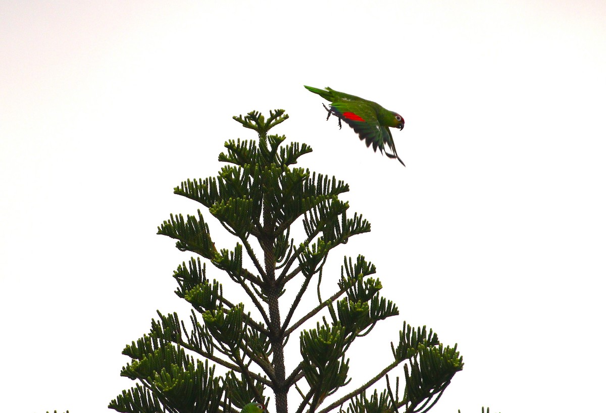 Red-lored Parrot - ML615377079