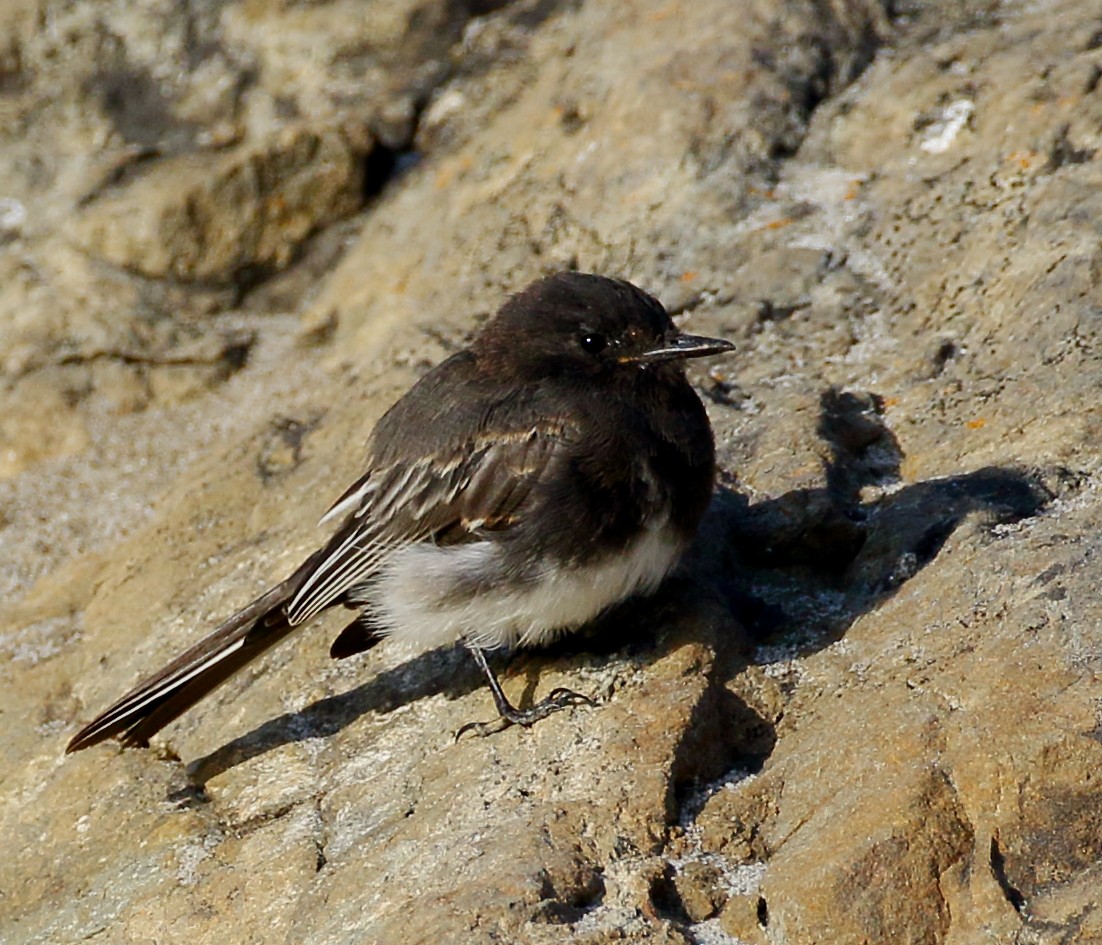 Black Phoebe - Kent Leland