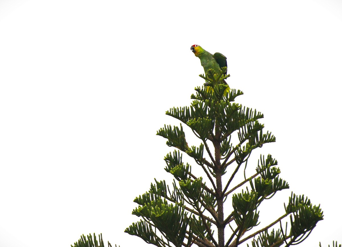 Red-lored Parrot - césar antonio ponce