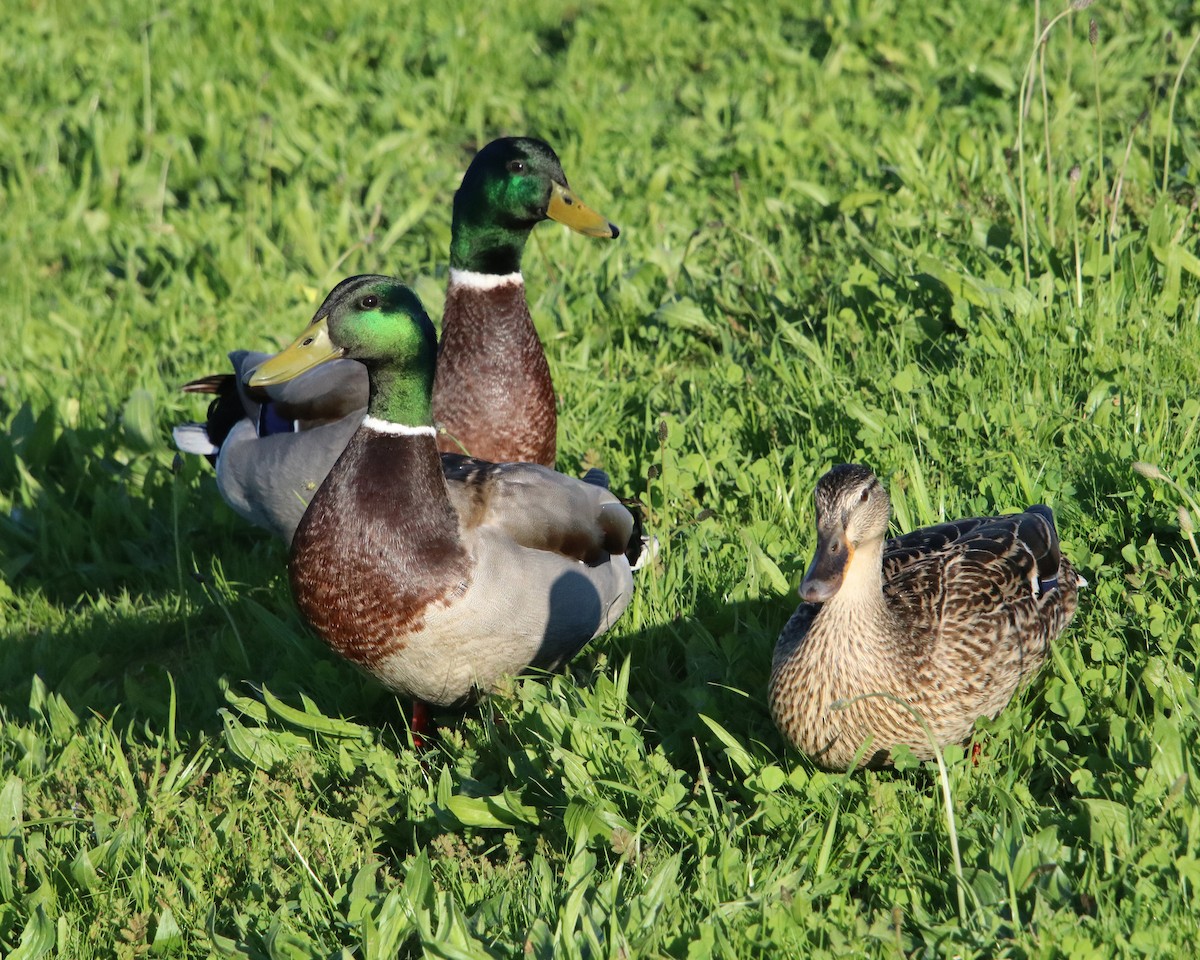 Mallard - David Cowan