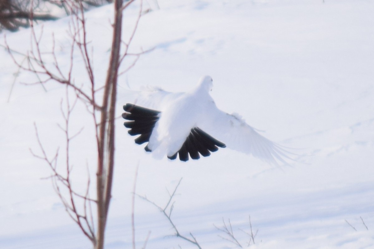 Willow Ptarmigan - ML615377129