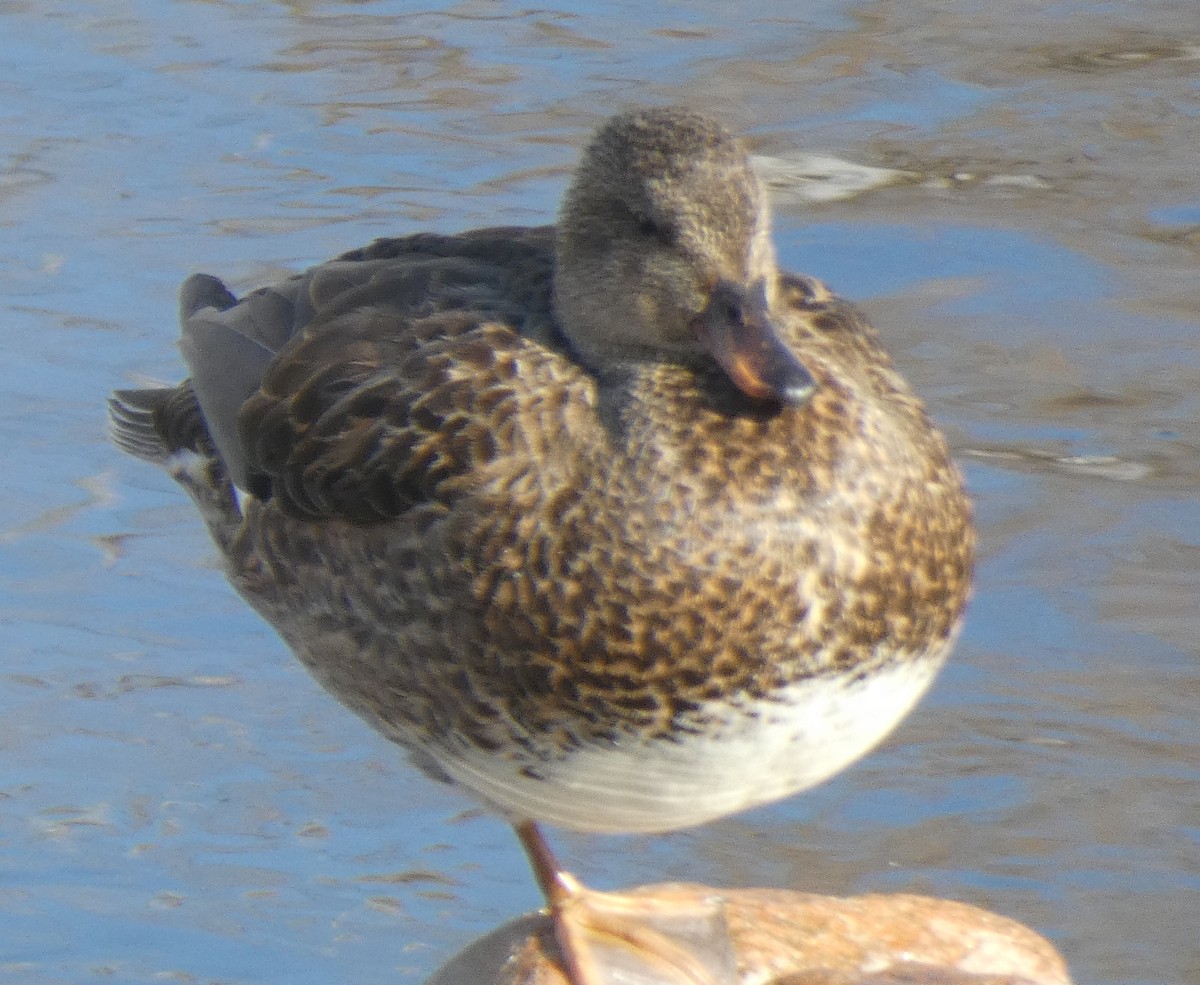 Gadwall - Gerald "Jerry" Baines