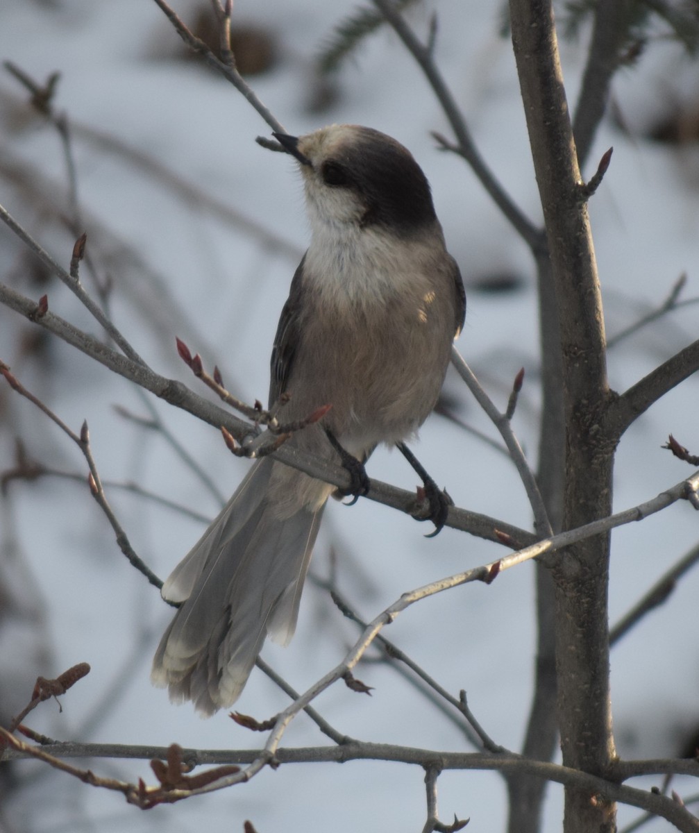 Canada Jay - Ryan Bakelaar