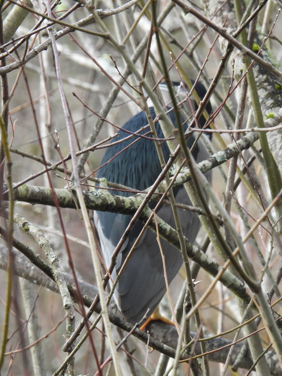 Black-crowned Night Heron - ML615377181