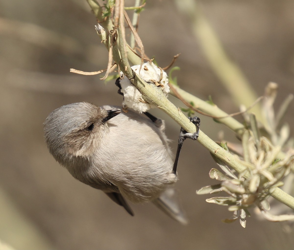 Bushtit - Toni McQuivey Taylor