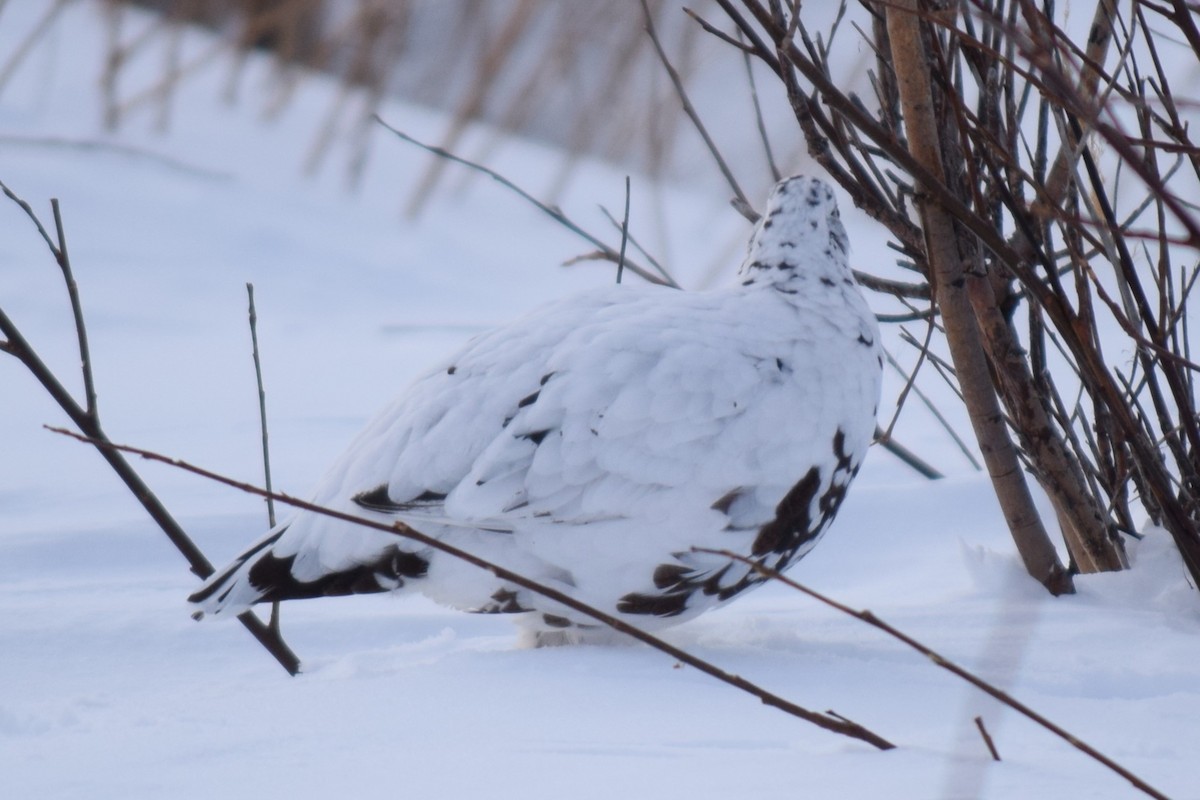 Willow Ptarmigan - ML615377324