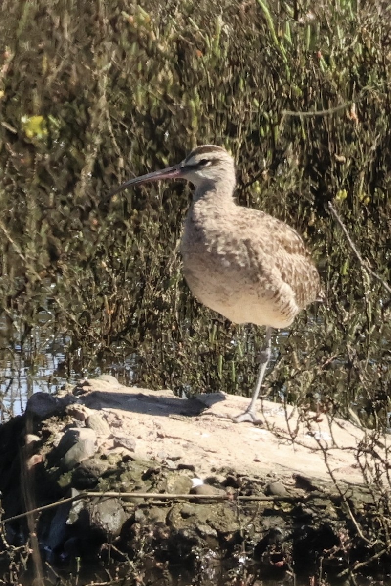 Whimbrel - ML615377344