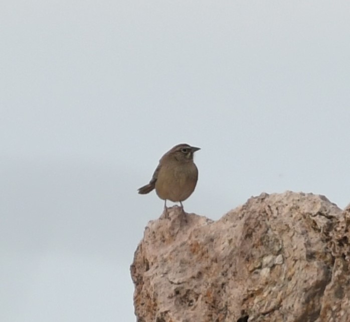 Rufous-crowned Sparrow - ML615377345