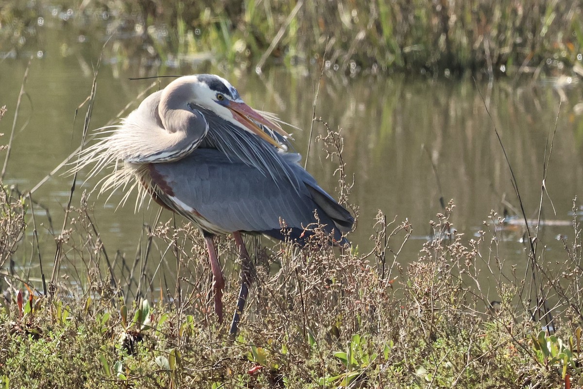 Great Blue Heron - ML615377377