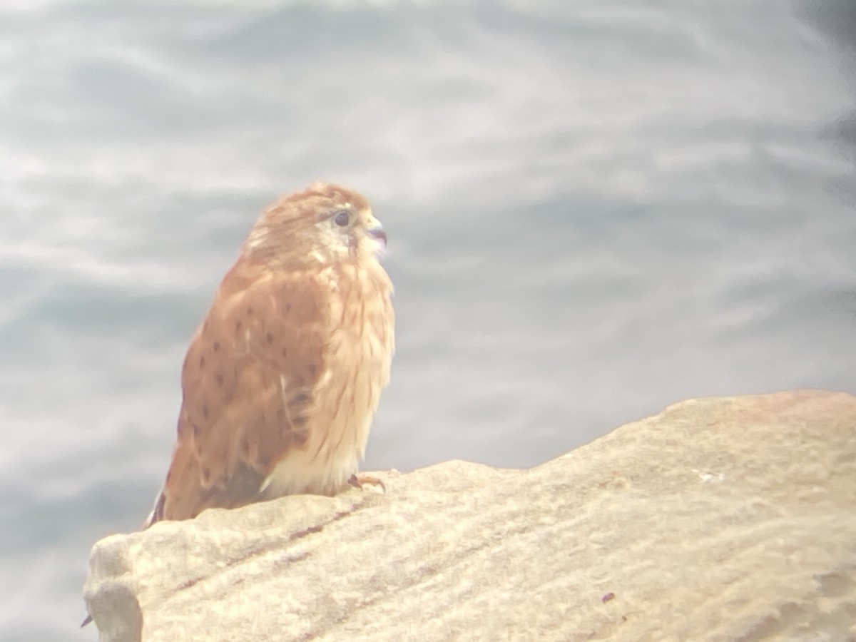 Nankeen Kestrel - ML615377427