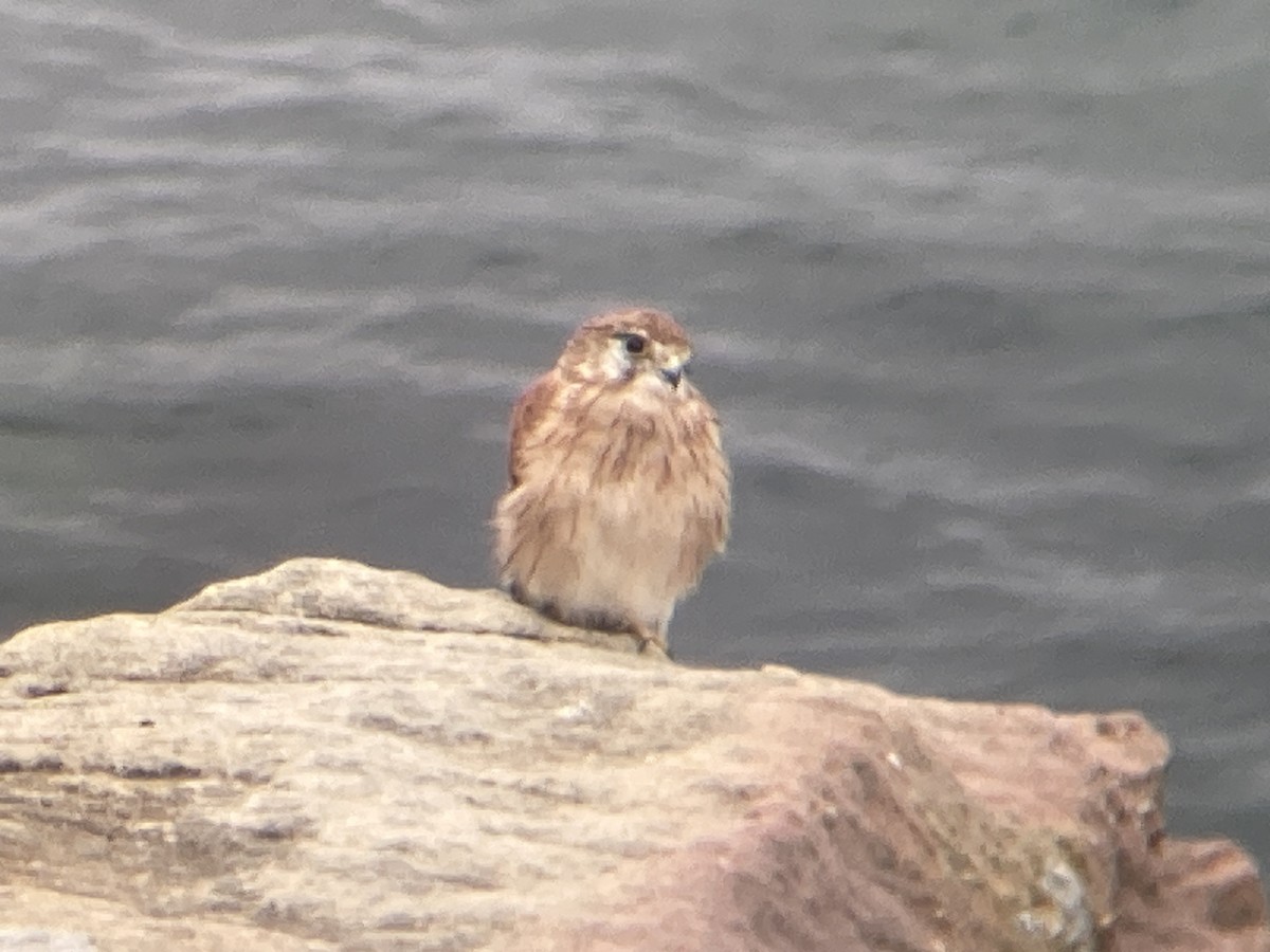 Nankeen Kestrel - ML615377432