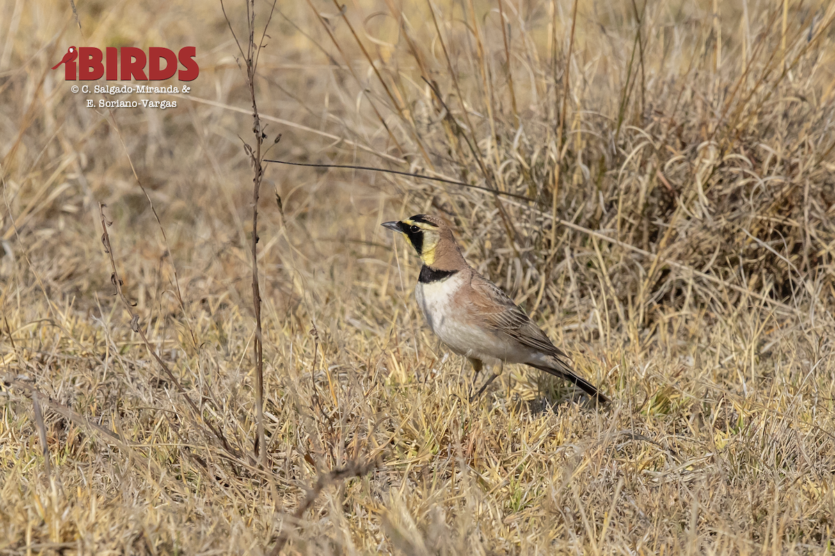 Horned Lark - ML615377447