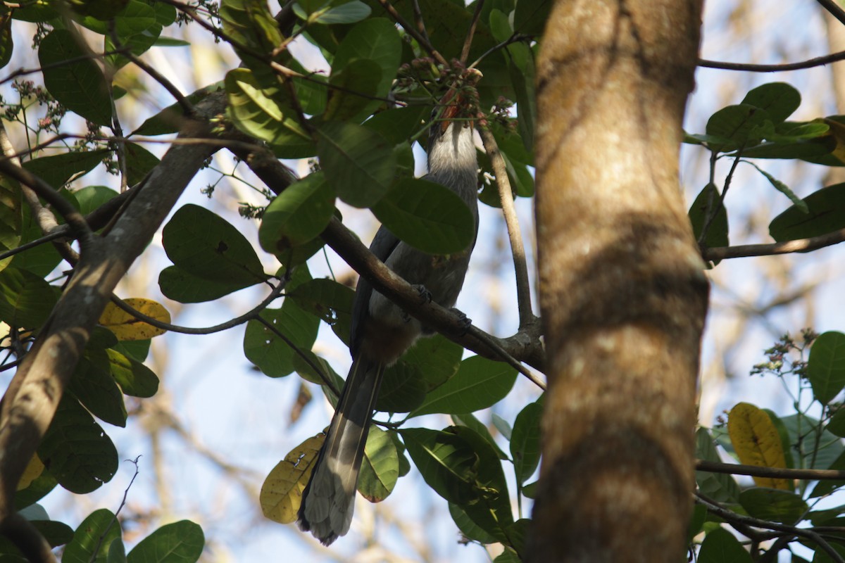 Malabar Gray Hornbill - Ankita Walke