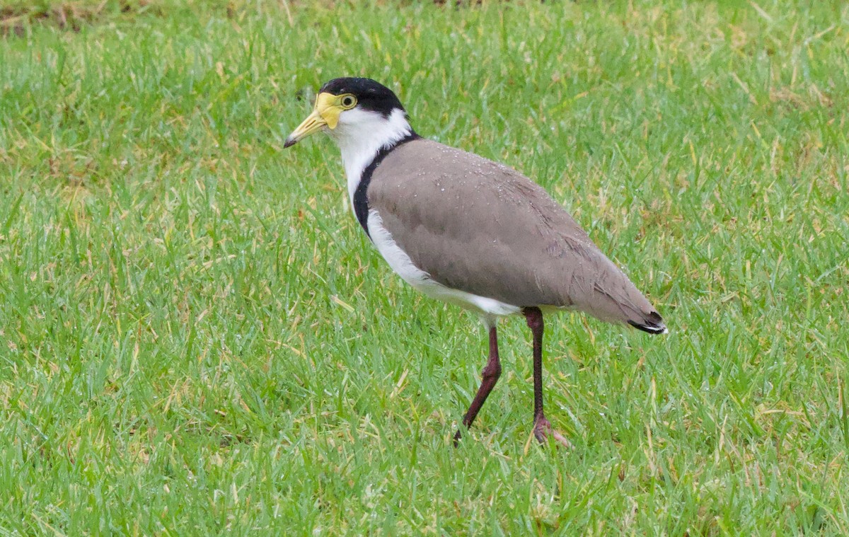 Masked Lapwing - Gerry Mielke