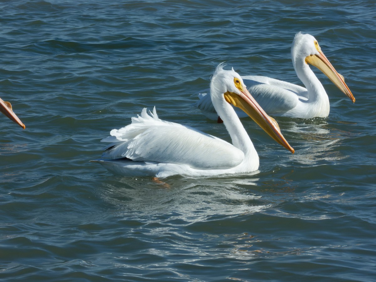 pelikán severoamerický - ML615377578