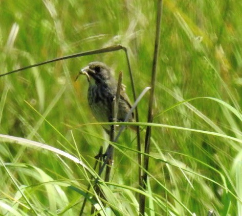 Seaside Sparrow - ML61537761