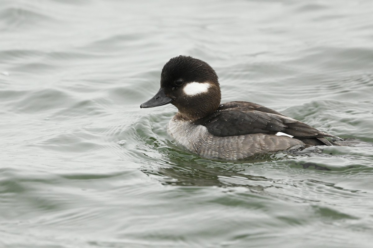 Bufflehead - Dan O'Brien