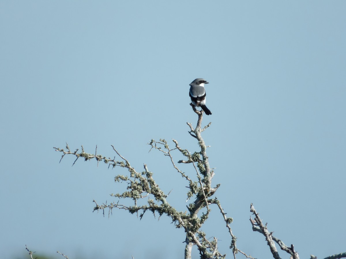 Loggerhead Shrike - ML615377640